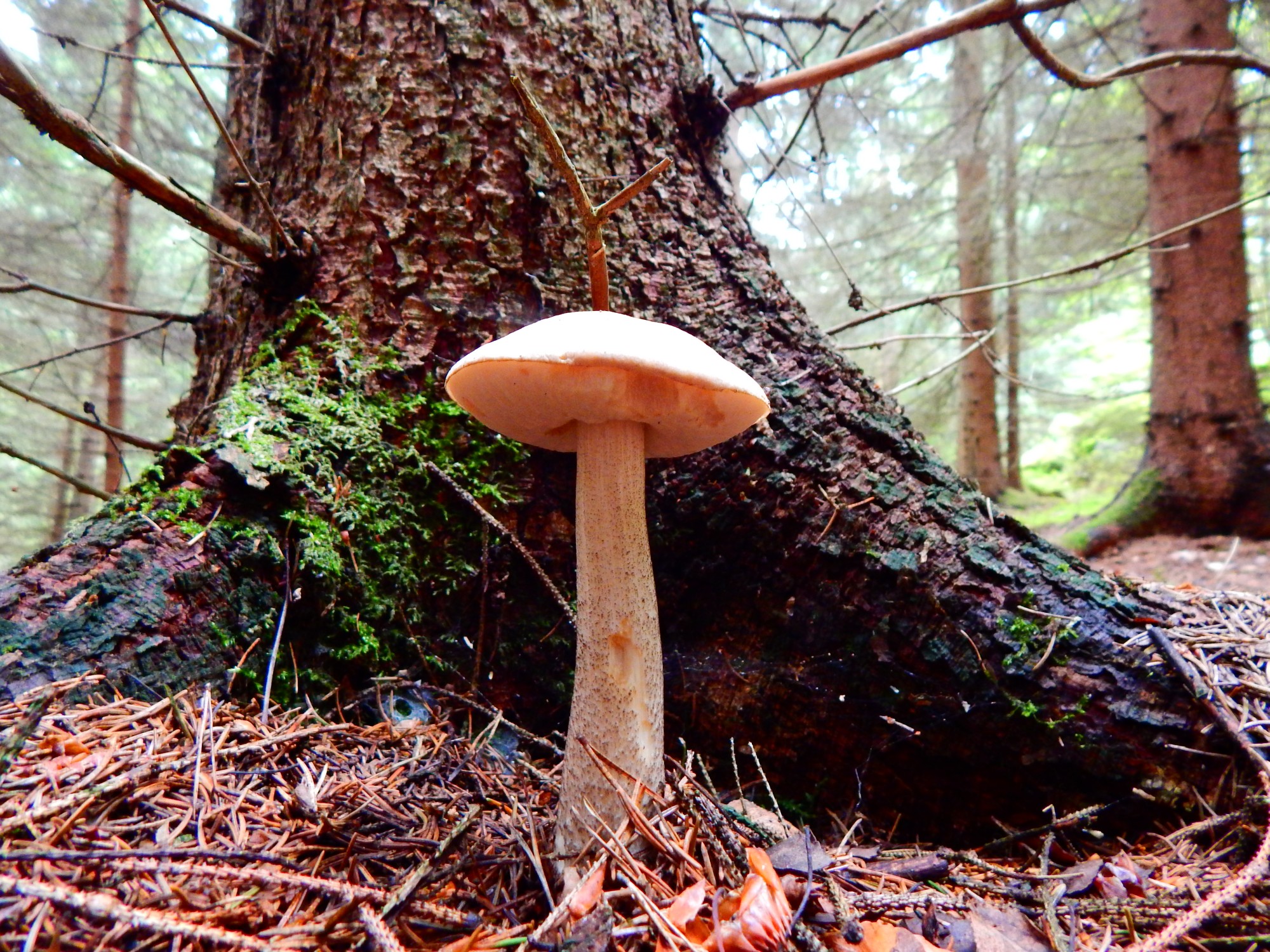 V okolních lesích je možnost houbaření